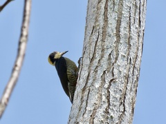 Melanerpes chrysauchen