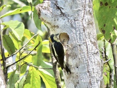 Melanerpes chrysauchen