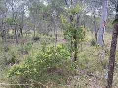 Melaleuca cheelii