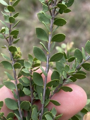 Melaleuca cheelii