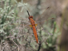 Crocothemis sanguinolenta