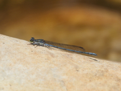 Pseudagrion furcigerum
