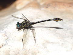 Paragomphus cognatus