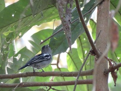 Pachyramphus polychopterus