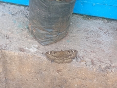 Erebus hieroglyphica