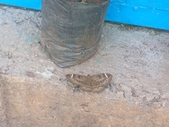 Erebus hieroglyphica