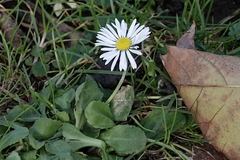 Bellis perennis