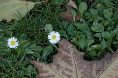 Bellis perennis