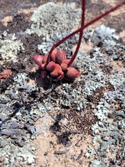 Crassula fragarioides