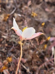 Cyanella alba