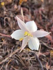 Cyanella alba
