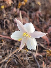 Cyanella alba