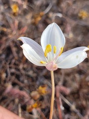Cyanella alba