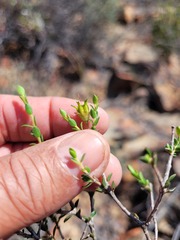 Agathosma spinescens