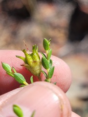 Agathosma spinescens