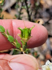 Agathosma spinescens