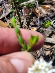 Agathosma spinescens