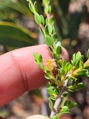 Agathosma spinescens