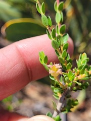 Agathosma spinescens