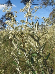 Astrotricha ledifolia