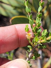 Agathosma spinescens