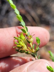 Agathosma spinescens