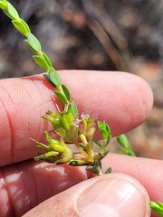 Agathosma spinescens