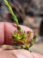Agathosma spinescens
