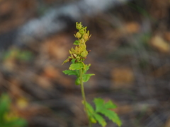 Potentilla longifolia