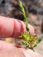 Agathosma spinescens