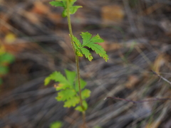 Potentilla longifolia