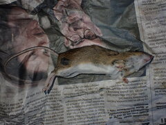 Apodemus flavicollis