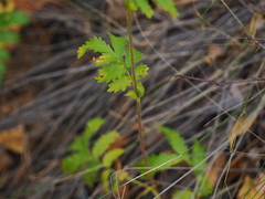 Potentilla longifolia