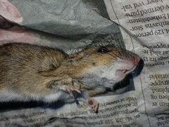 Apodemus flavicollis