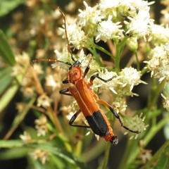 Chauliognathus profundus