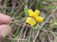 Goodenia rotundifolia