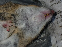 Apodemus flavicollis