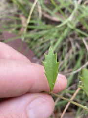 Goodenia rotundifolia