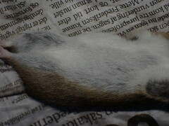 Apodemus flavicollis