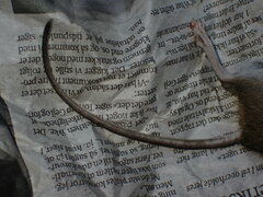 Apodemus flavicollis