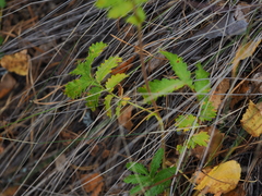 Potentilla longifolia