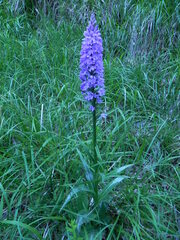 Dactylorhiza maculata