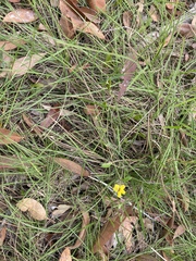 Goodenia rotundifolia