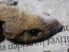 Apodemus flavicollis