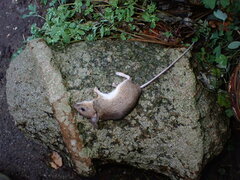 Apodemus sylvaticus