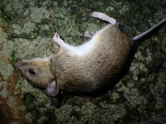 Apodemus sylvaticus