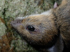 Apodemus sylvaticus