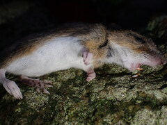 Apodemus sylvaticus