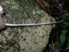 Apodemus sylvaticus