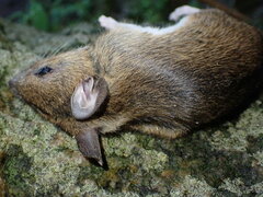 Apodemus sylvaticus